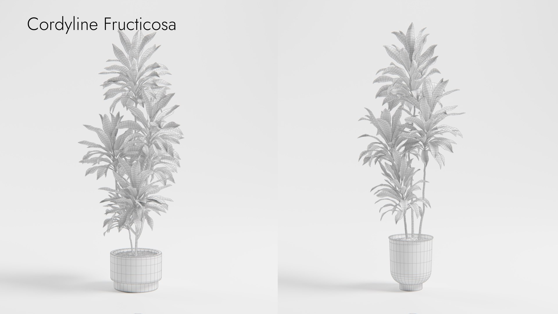 Plant Collection - 50 Models 3D https://p.turbosquid.com/ts-thumb/fI/8rCsqY/K3/cordylinefructicosa_wr_ts_0000/jpeg/1689392475/1920x1080/fit_q87/004fd9253bbd75c38db71b82465e1f9230e99f9e/cordylinefructicosa_wr_ts_0000.jpg