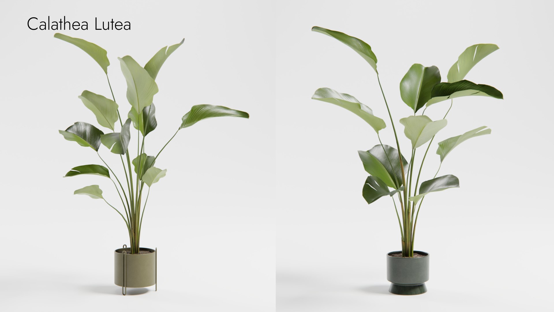 Plant Collection - 50 Models 3D https://p.turbosquid.com/ts-thumb/fI/8rCsqY/KE/calathea_lutea_ts_0000/jpeg/1689392103/1920x1080/fit_q87/b33cec99a1768e4bfd871cce802851795a962f8f/calathea_lutea_ts_0000.jpg