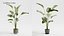 Plant Collection - 50 Models