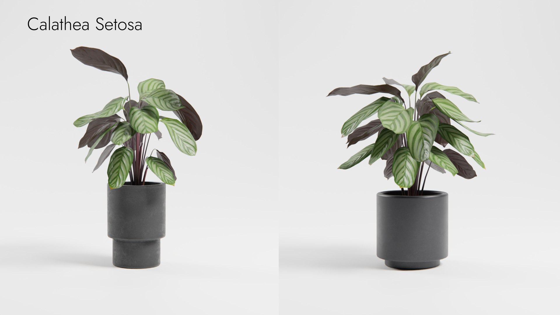 Plant Collection - 50 Models 3D https://p.turbosquid.com/ts-thumb/fI/8rCsqY/Os/calathea_setosa_01__ts_0000/jpeg/1689392104/1920x1080/fit_q87/8866173e87d55686d04c5be847db44215c4e152d/calathea_setosa_01__ts_0000.jpg
