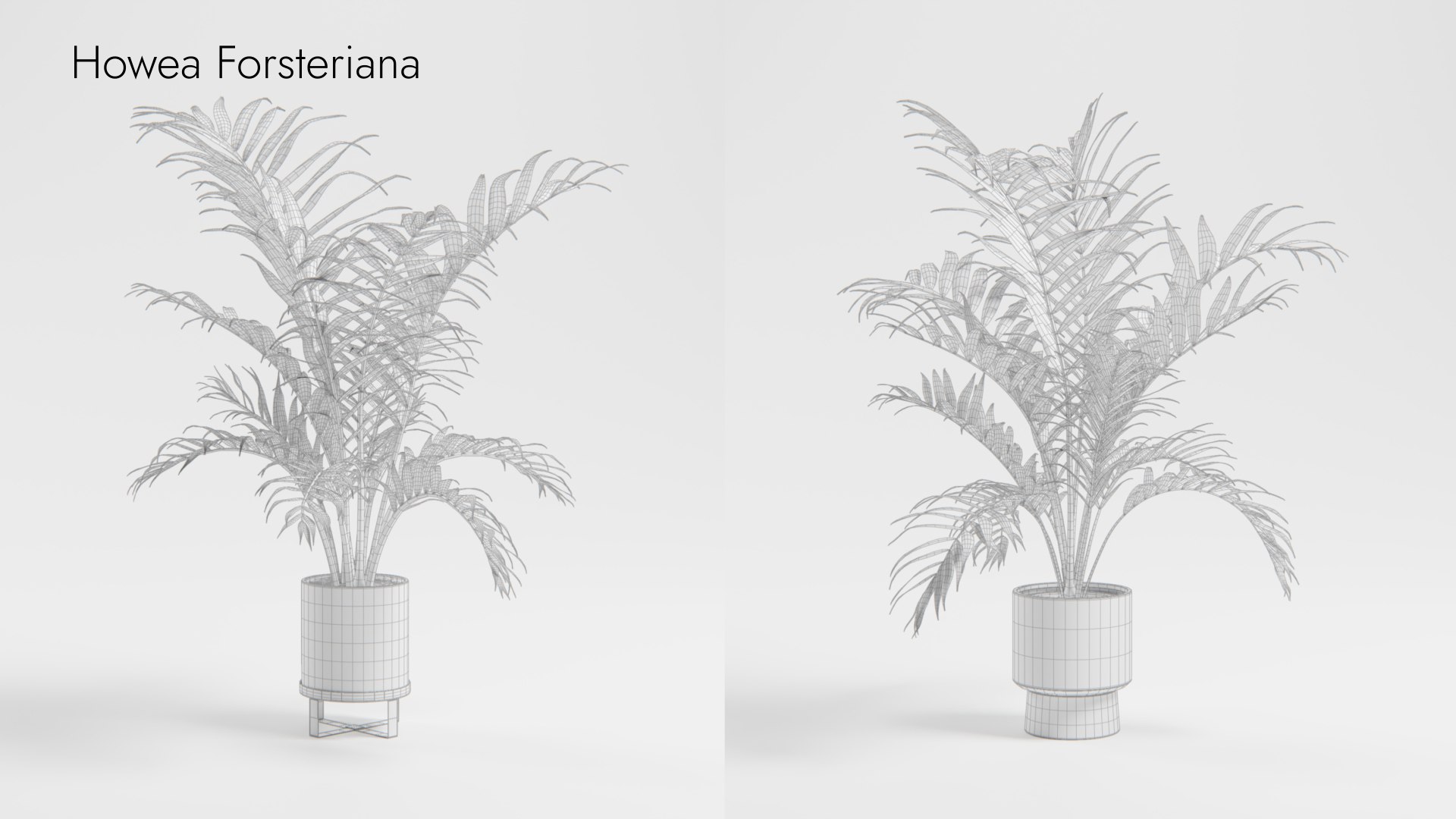 Plant Collection - 50 Models 3D https://p.turbosquid.com/ts-thumb/fI/8rCsqY/P3/howea_forsteriana_wr_ts_0000/jpeg/1689392478/1920x1080/fit_q87/40703a9f937c652e9575018a7dd6b0c91f9aa703/howea_forsteriana_wr_ts_0000.jpg