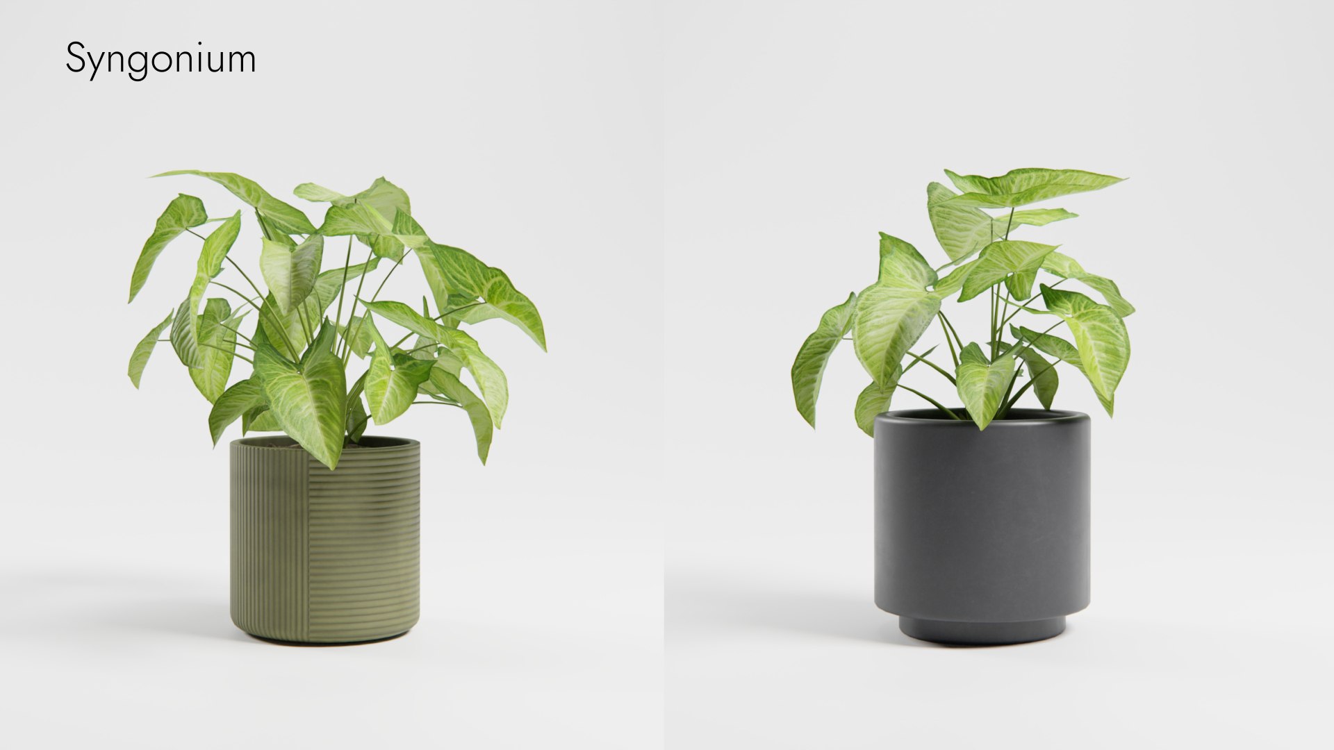 Plant Collection - 50 Models 3D https://p.turbosquid.com/ts-thumb/fI/8rCsqY/V7/syngonium_01__ts_0000/jpeg/1689392111/1920x1080/fit_q87/1d053b3971b492546a572d70685ce8f0d78bd88d/syngonium_01__ts_0000.jpg