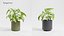 Plant Collection - 50 Models