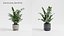 Plant Collection - 50 Models