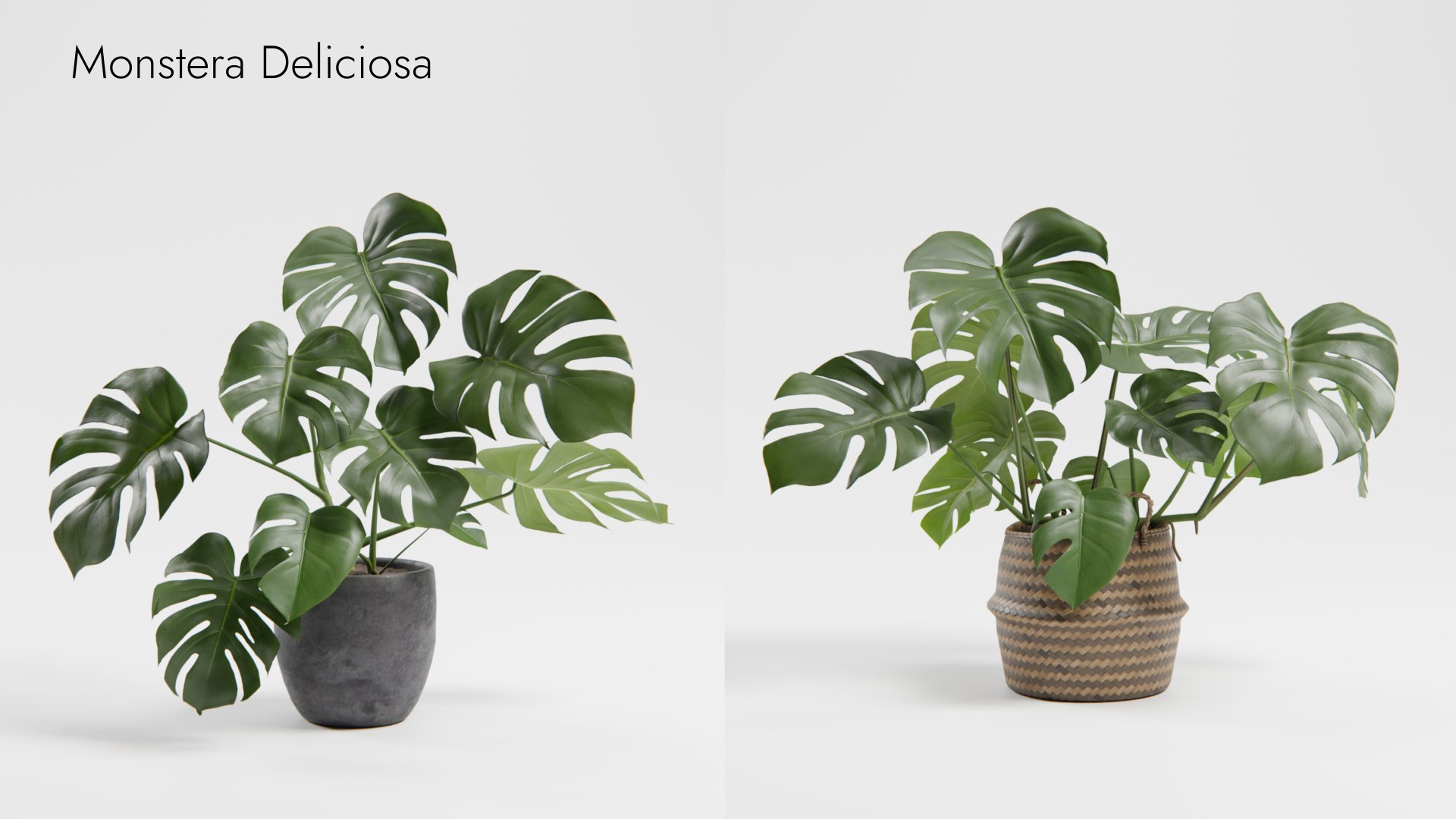 Plant Collection - 50 Models 3D https://p.turbosquid.com/ts-thumb/fI/8rCsqY/Wk/monsteradeliciosa__ts_0000/jpeg/1689392108/1920x1080/fit_q87/896df096139f420584aad276adfa06b5191ba12c/monsteradeliciosa__ts_0000.jpg