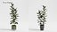 Plant Collection - 50 Models