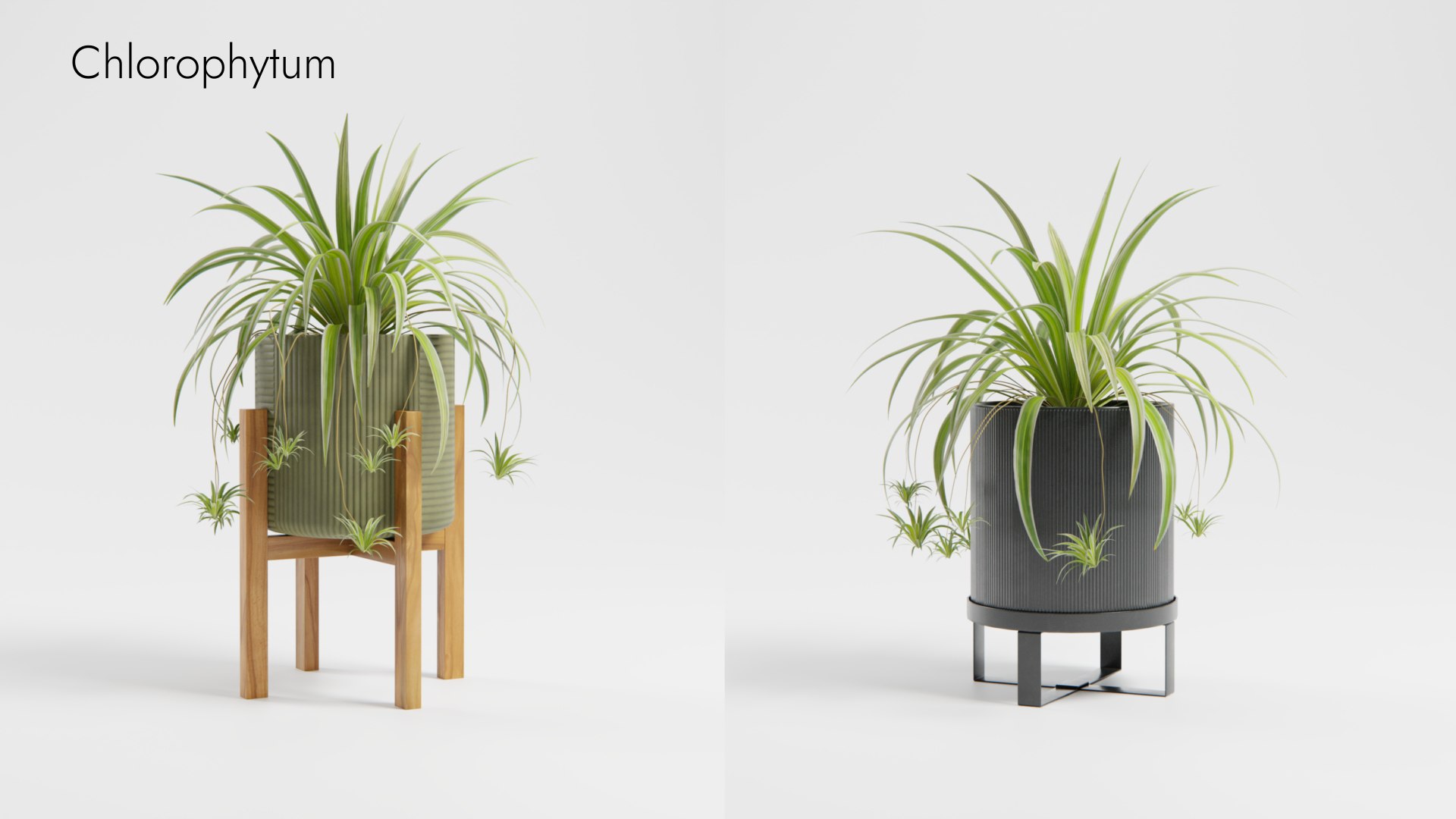 Plant Collection - 50 Models 3D https://p.turbosquid.com/ts-thumb/fI/8rCsqY/ac/chlorophytum_01__ts_0000/jpeg/1689392104/1920x1080/fit_q87/859a1aba7fe0f0ab6b17f9a915f69e822a495b69/chlorophytum_01__ts_0000.jpg