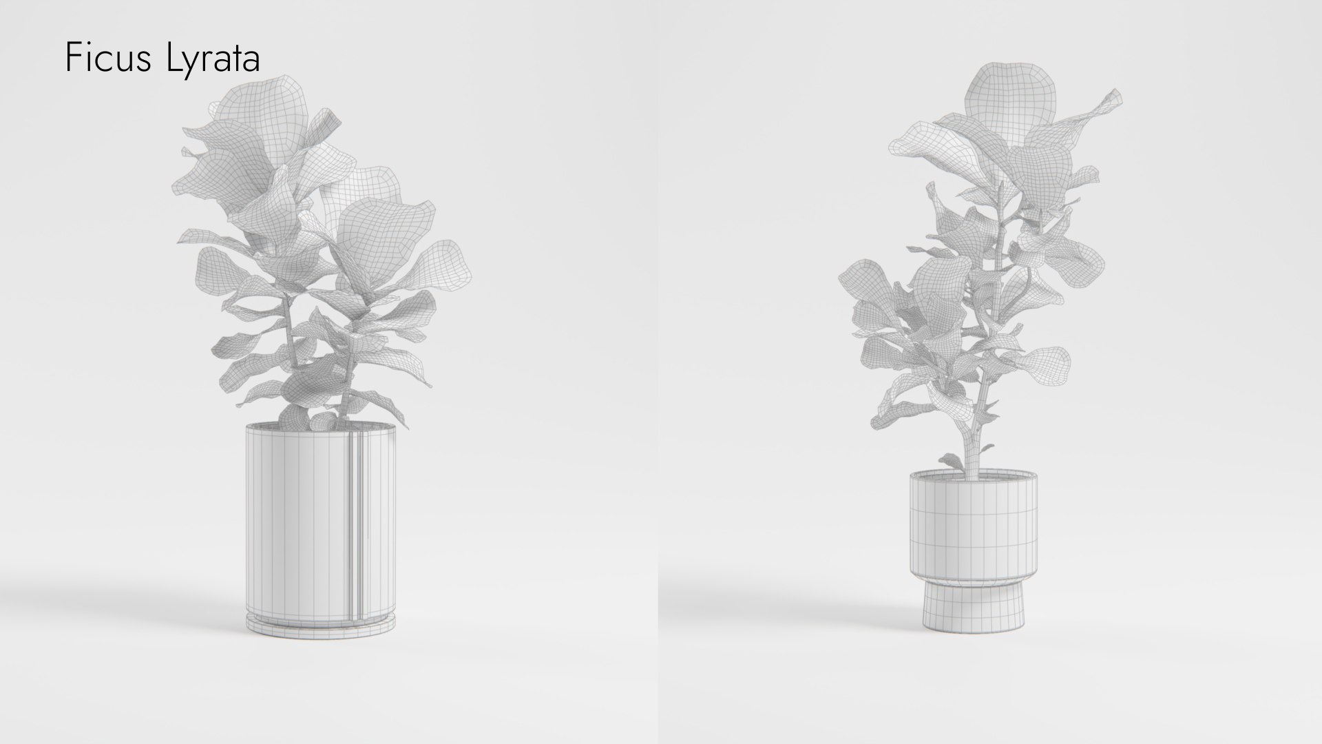 Plant Collection - 50 Models 3D https://p.turbosquid.com/ts-thumb/fI/8rCsqY/e7/ficuslyrata_wr_ts_0000/jpeg/1689392476/1920x1080/fit_q87/a770a980c1613f1254d4766c2e16b35ed86227af/ficuslyrata_wr_ts_0000.jpg