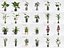 Plant Collection - 50 Models