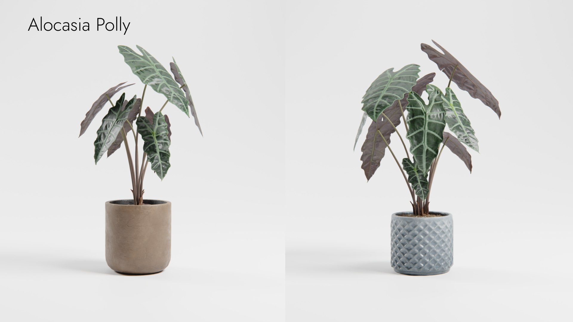 Plant Collection - 50 Models 3D https://p.turbosquid.com/ts-thumb/fI/8rCsqY/ho/alocasia_polly__ts_0000/jpeg/1689392101/1920x1080/fit_q87/fa18a7d771326c2dbe92ef41ffc521a20ff7fc10/alocasia_polly__ts_0000.jpg