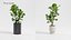 Plant Collection - 50 Models