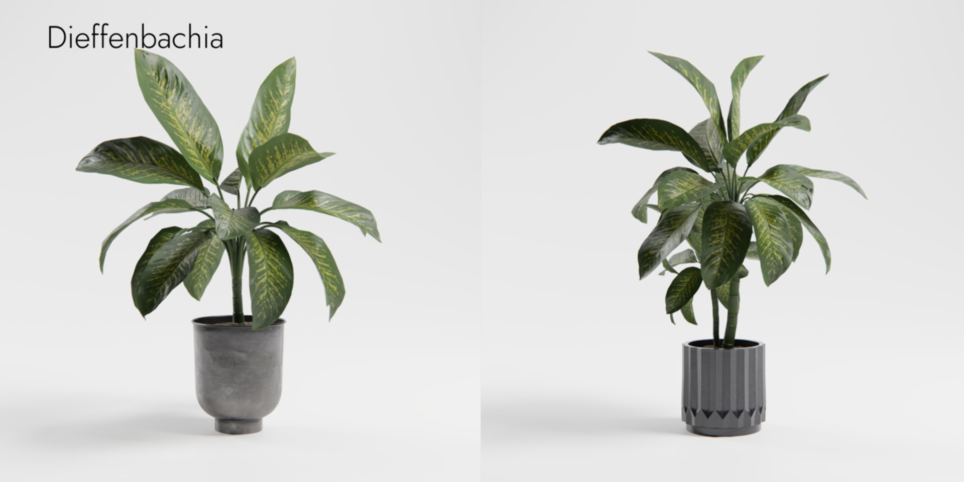 Plant Collection - 50 Models 3D https://p.turbosquid.com/ts-thumb/fI/8rCsqY/ju/dieffenbachia_01_bm_0000/jpeg/1689392105/1920x1080/fit_q87/89f9046e411e280106b989aa267f21d497ca36f6/dieffenbachia_01_bm_0000.jpg