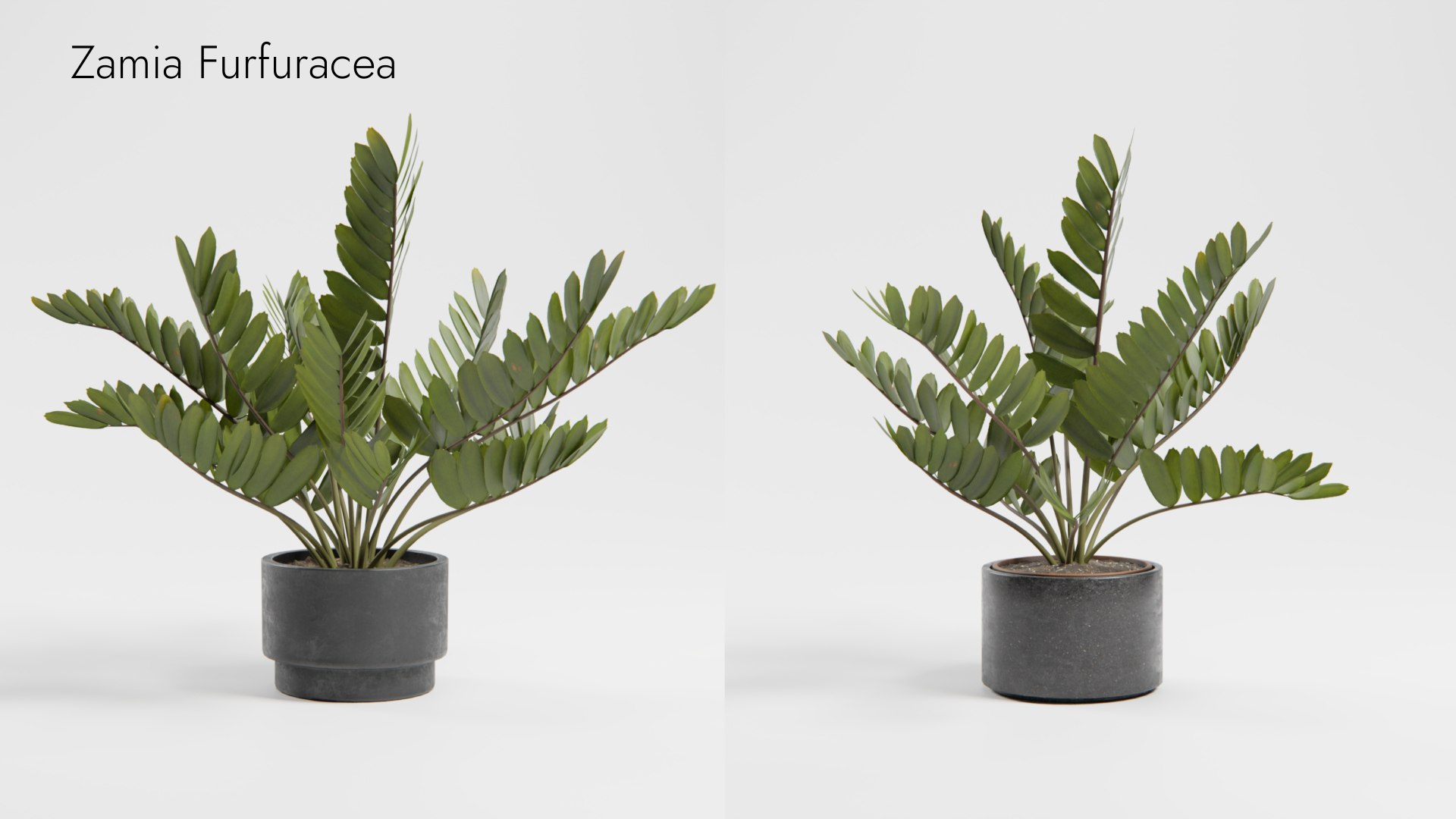 Plant Collection - 50 Models 3D https://p.turbosquid.com/ts-thumb/fI/8rCsqY/jx/zamia_furfuracea_01_ts_0000/jpeg/1689392111/1920x1080/fit_q87/9a3b8f7a6acaff437a6b561cbf6d7289ae46c69b/zamia_furfuracea_01_ts_0000.jpg