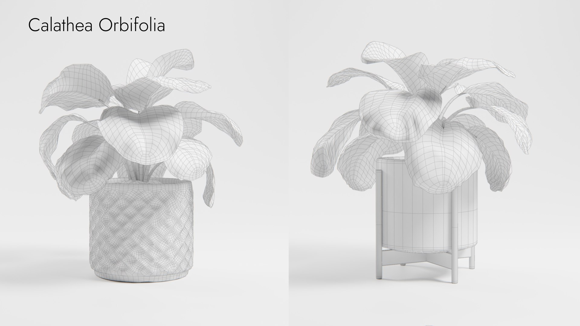 Plant Collection - 50 Models 3D https://p.turbosquid.com/ts-thumb/fI/8rCsqY/ko/calatheaorbifolia_wr_ts_0000/jpeg/1689392473/1920x1080/fit_q87/52cf43c8e3d61f72814e7edc9248ff1076af0b09/calatheaorbifolia_wr_ts_0000.jpg