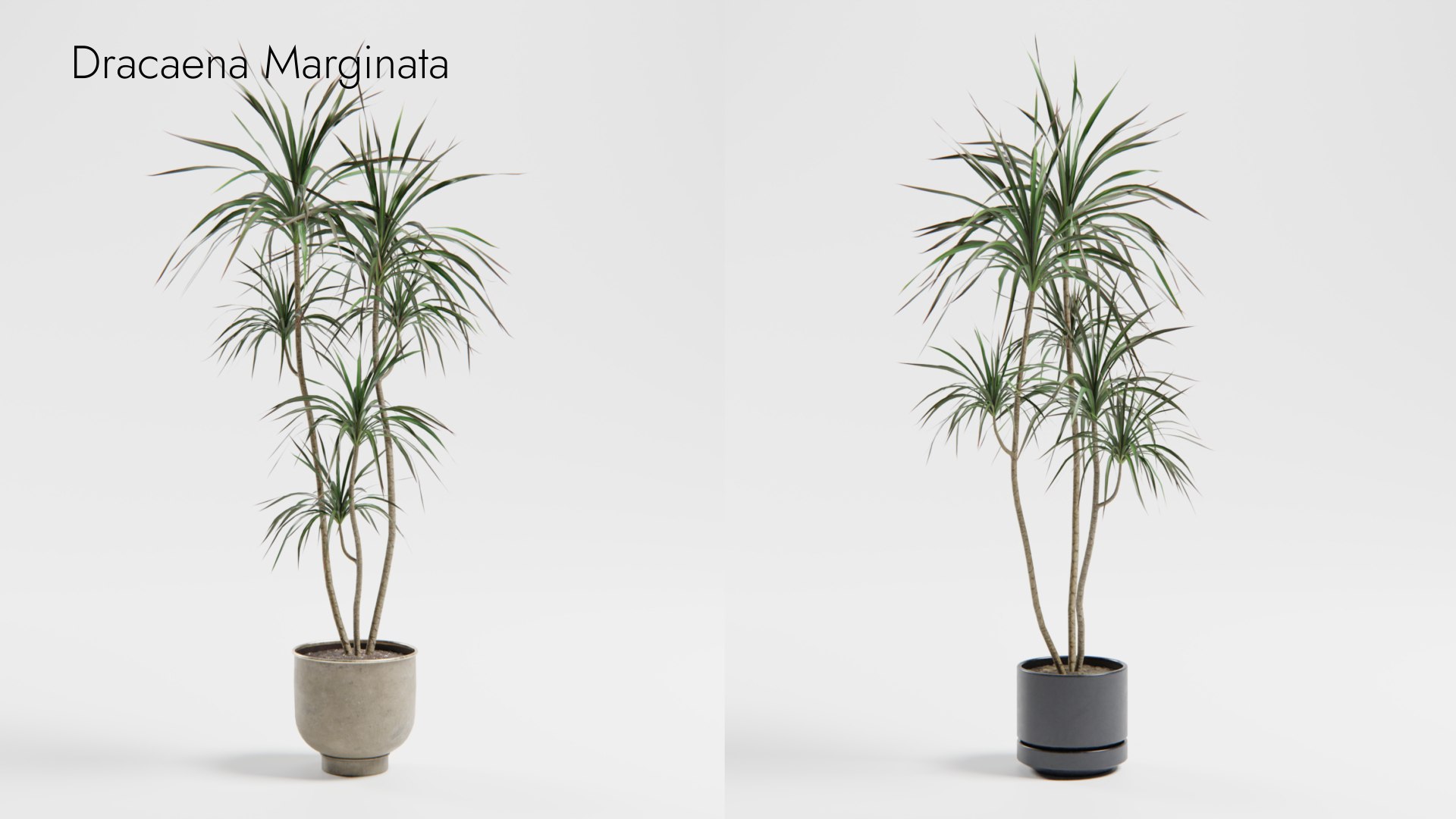 Plant Collection - 50 Models 3D https://p.turbosquid.com/ts-thumb/fI/8rCsqY/sg/dracaena_marginata_01__ts_0000/jpeg/1689392105/1920x1080/fit_q87/6990f33ae07b6befbf88238ba1422ce315468441/dracaena_marginata_01__ts_0000.jpg