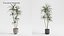 Plant Collection - 50 Models