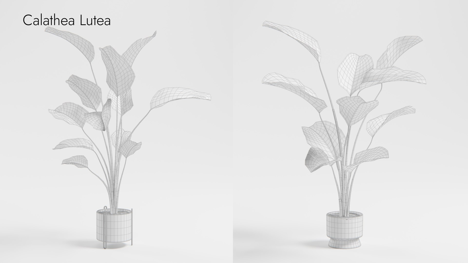 Plant Collection - 50 Models 3D https://p.turbosquid.com/ts-thumb/fI/8rCsqY/t3/calathea_lutea_wr_ts_0000/jpeg/1689392473/1920x1080/fit_q87/f89044221d574ea1418b7b25b4bab3eb40896d01/calathea_lutea_wr_ts_0000.jpg