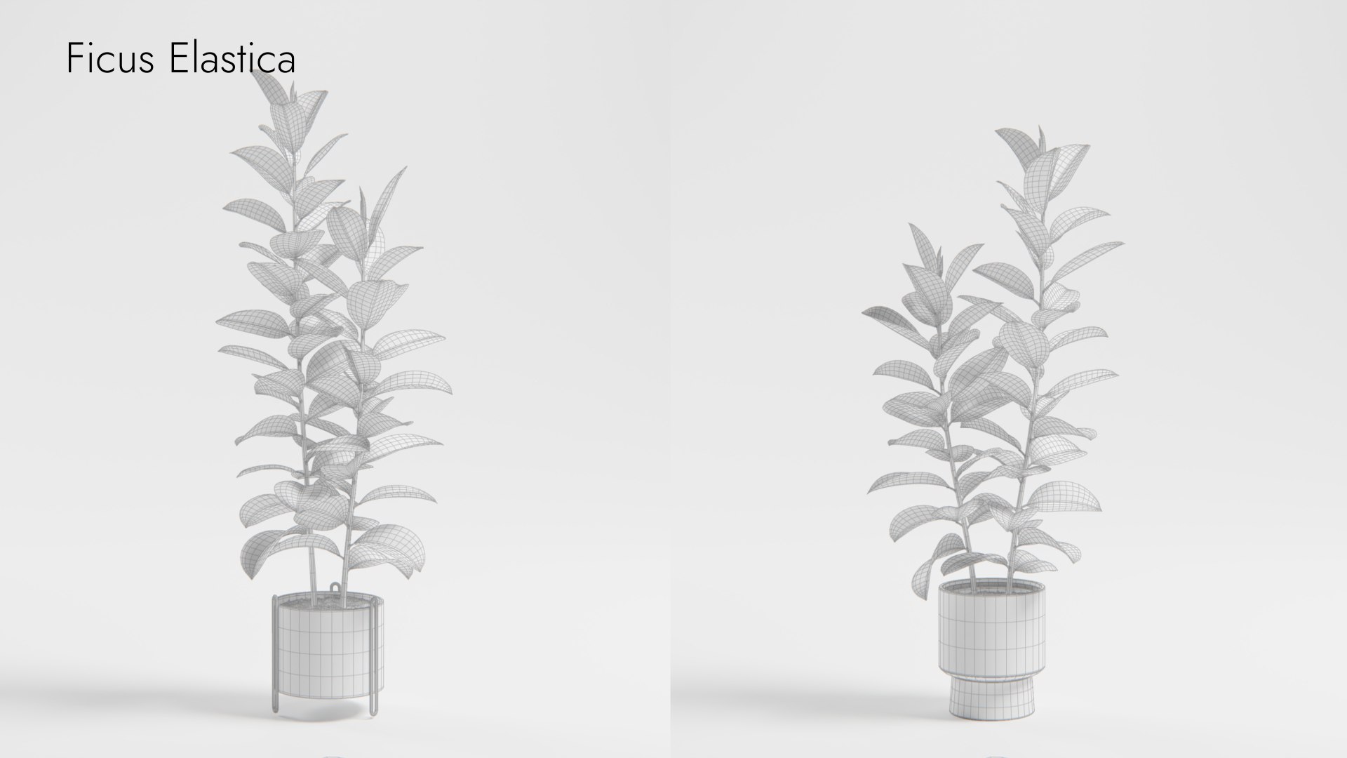 Plant Collection - 50 Models 3D https://p.turbosquid.com/ts-thumb/fI/8rCsqY/uv/ficuselastica_wr_ts_0000/jpeg/1689392478/1920x1080/fit_q87/a85d8a2eaa910bdb0a7ca861bac8f8a8f187ca63/ficuselastica_wr_ts_0000.jpg