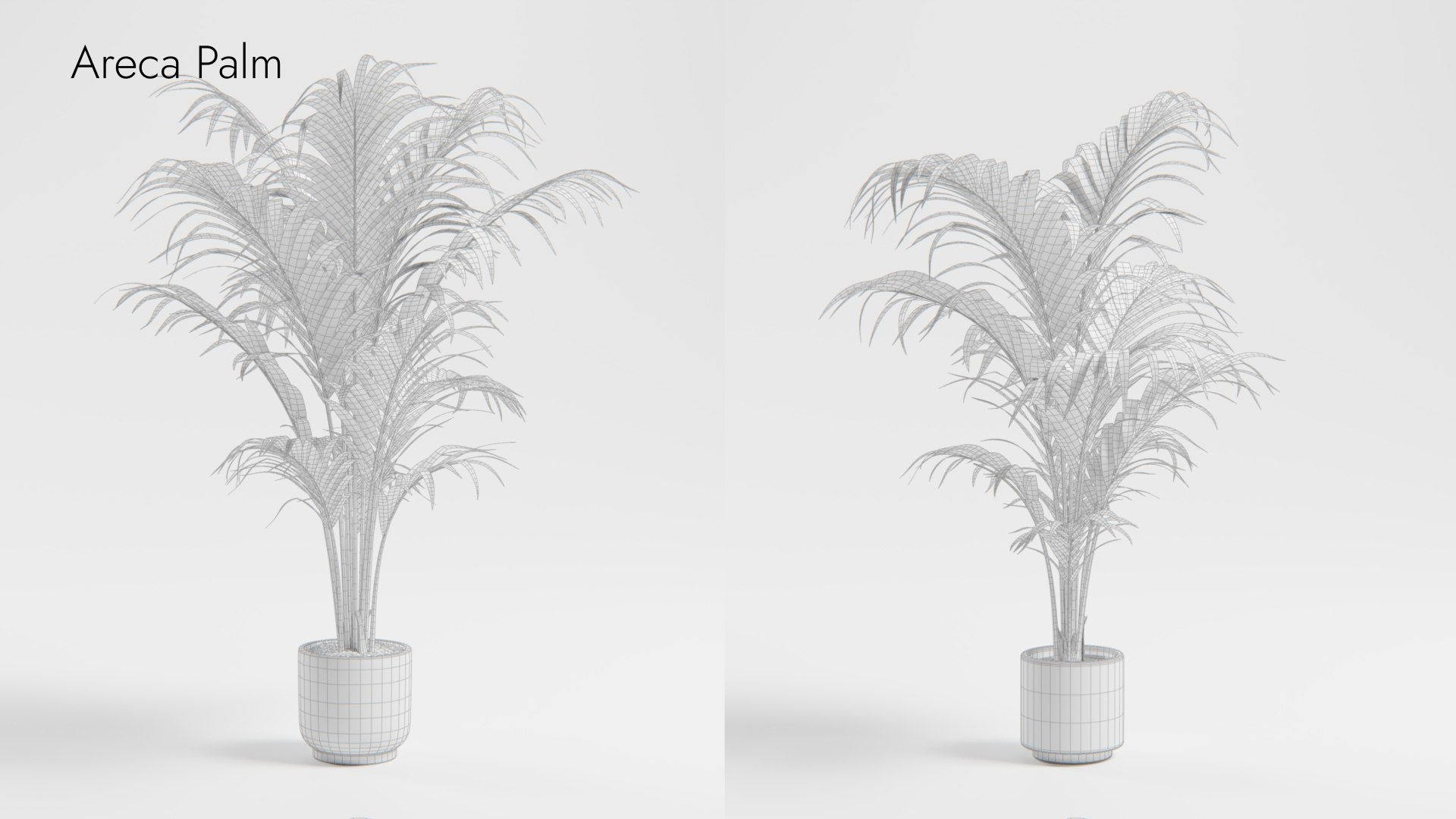 Plant Collection - 50 Models 3D https://p.turbosquid.com/ts-thumb/fI/8rCsqY/xC/arecapalm_wr_ts_0000/jpeg/1689392472/1920x1080/fit_q87/f6ace4af017b39095c36b3126981bd45f8bceaee/arecapalm_wr_ts_0000.jpg