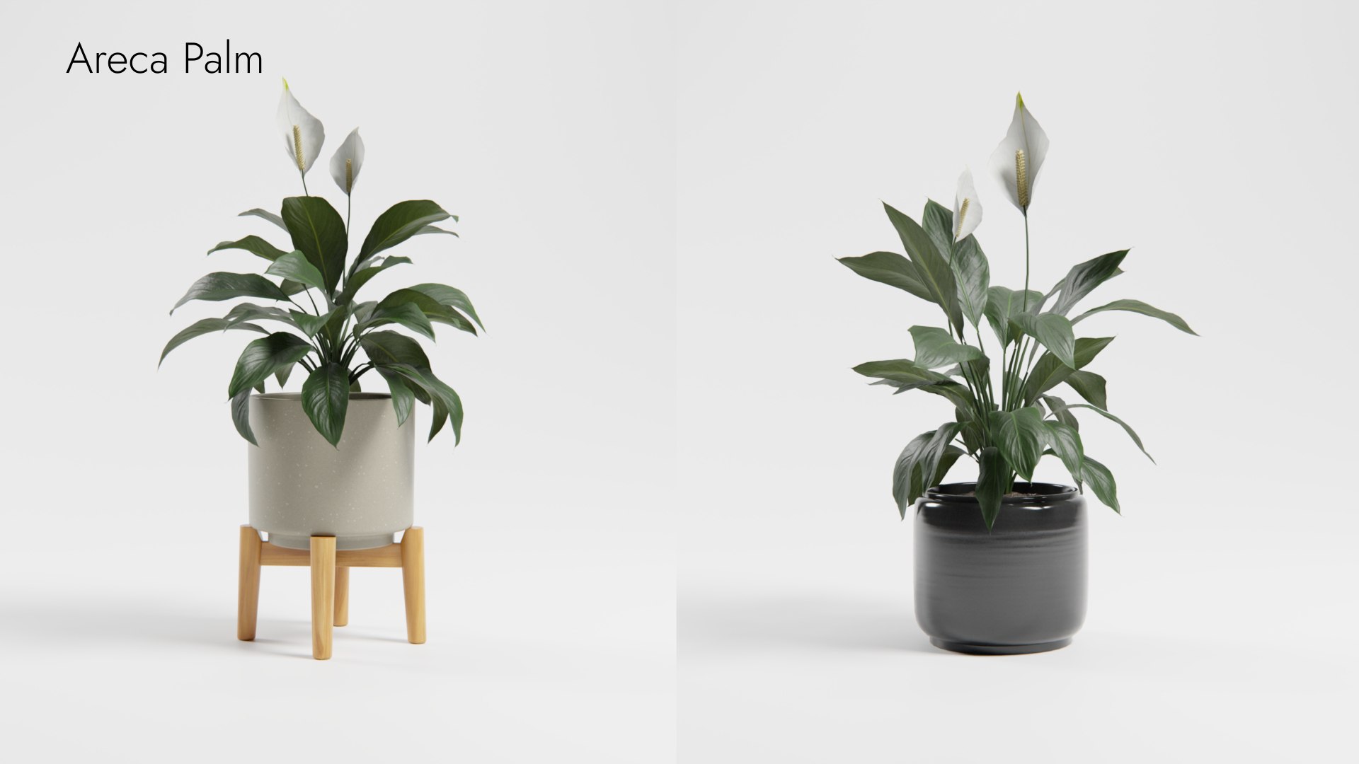 Plant Collection - 50 Models 3D https://p.turbosquid.com/ts-thumb/fI/8rCsqY/zM/spathiphyllum_01__ts_0000/jpeg/1689392109/1920x1080/fit_q87/4919903a542502ffb186bd0b003133d1323e30a4/spathiphyllum_01__ts_0000.jpg