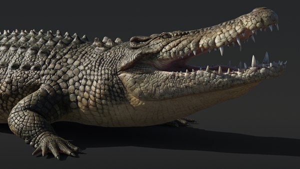 Saltwater Crocodile Rigged 3D - TurboSquid 2016675