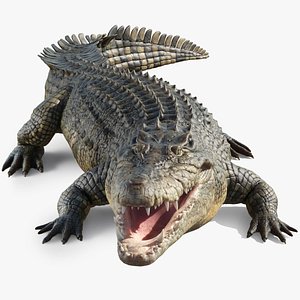 Saltwater Crocodile Rigged 3D