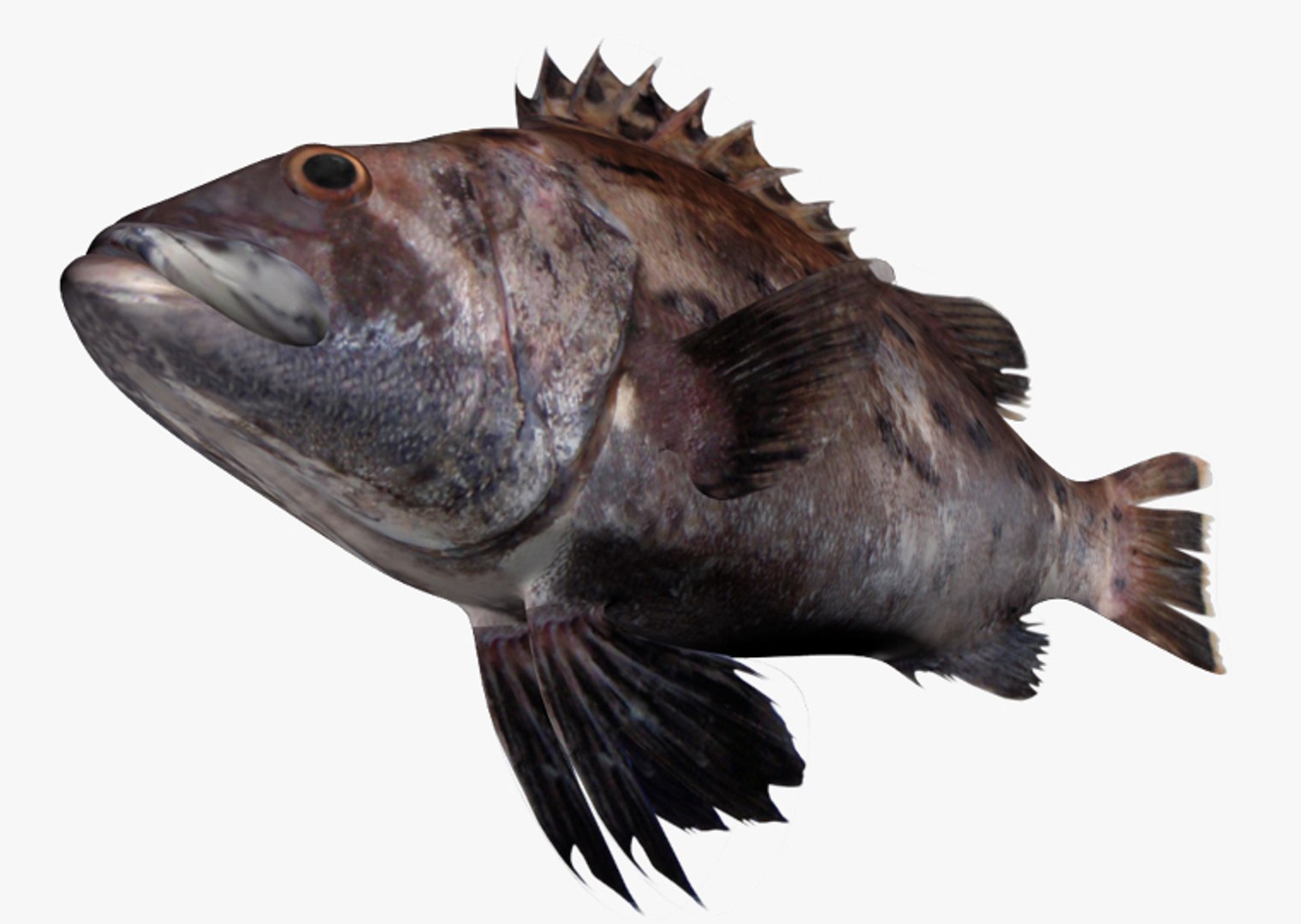 3ds Max Giant Sea Bass