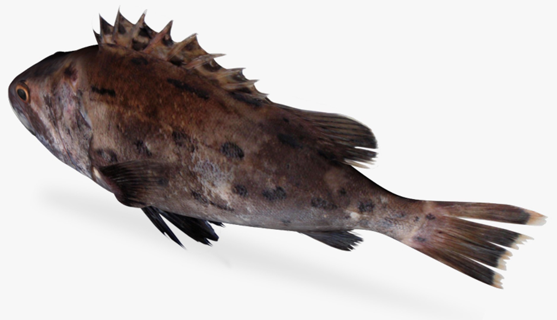 3ds Max Giant Sea Bass