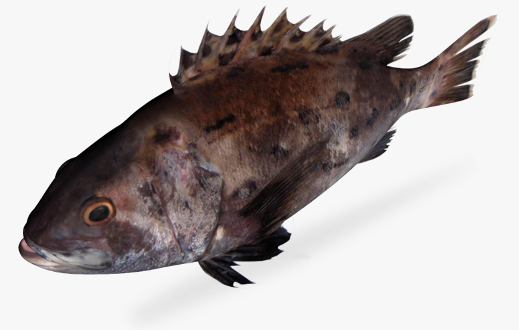 3ds Max Giant Sea Bass