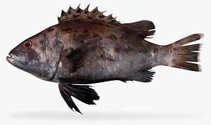 3ds max giant sea bass