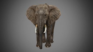 photorealistic elephant walk model