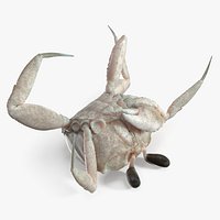 Dead Ghost Crab Crustacean