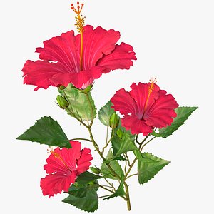 3d model hibiscus red branch