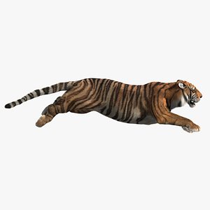tiger fur 2 animation 3d model