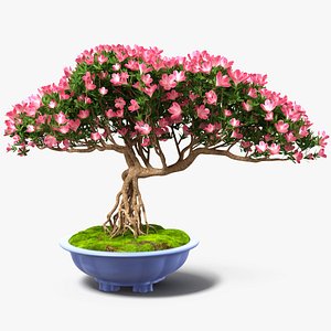 Miniature Bonsai Tree with Flowers in Pot Fur