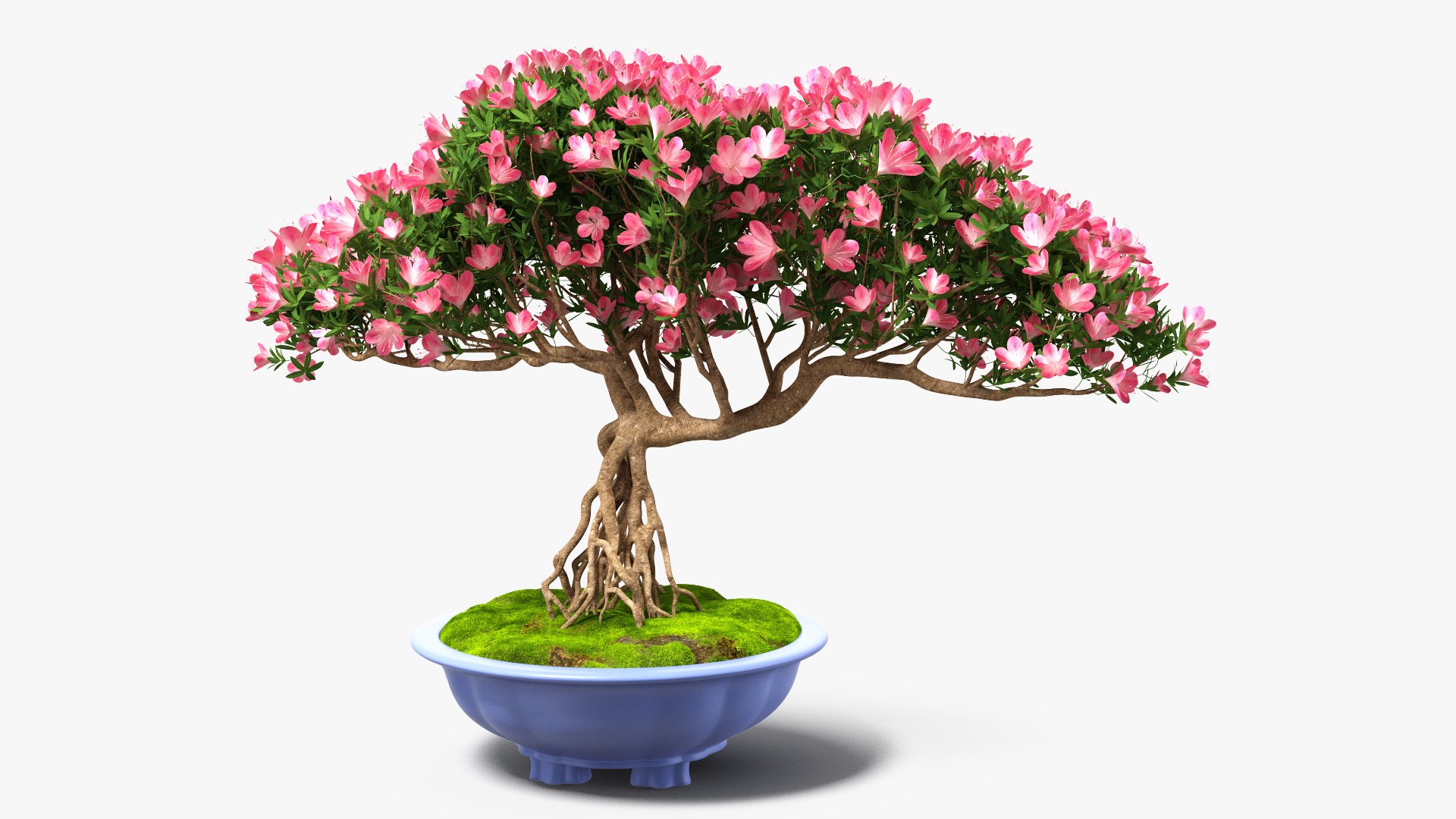 Miniature Bonsai Tree with Flowers in Pot Fur 3D model preview