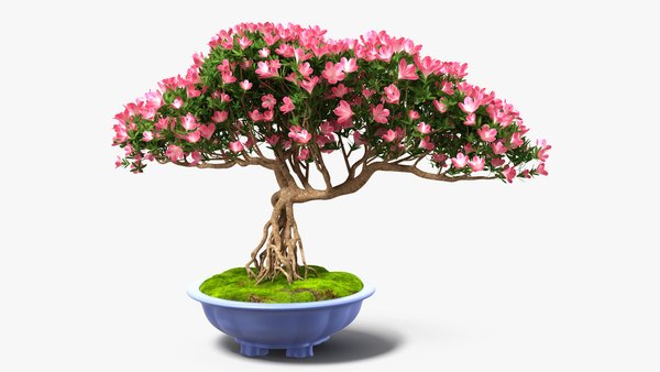 modelo 3d Árbol de los bonsais en miniatura con flores en piel de maceta -  TurboSquid 1784018