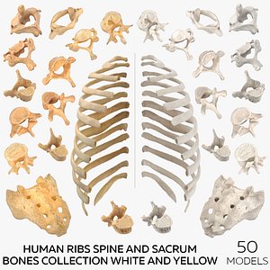 3D Human Ribs Spine and Sacrum Bones Collection White and Yellow - 50 models model