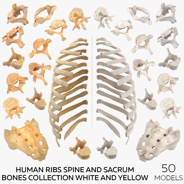 Bone 3D Models for Download | TurboSquid