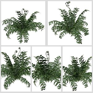Western Sword Fern Plant Collection
