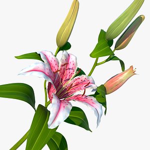 lily pink v 2 3d max