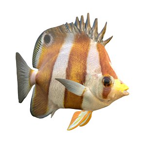 3D Brown Banded Butterflyfish model