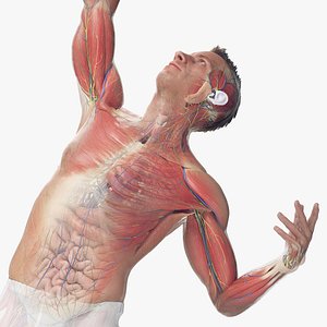 Male Full Anatomy Rigged Blender