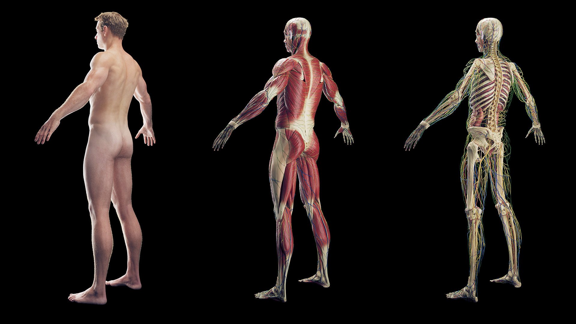 Male Full Anatomy Rigged Blender 3D model https://p.turbosquid.com/ts-thumb/fJ/iVgv5m/58/z0002/jpg/1696365540/1920x1080/fit_q87/ca1d6d3ec894859c75aa323f9139e2e048ce5d31/z0002.jpg