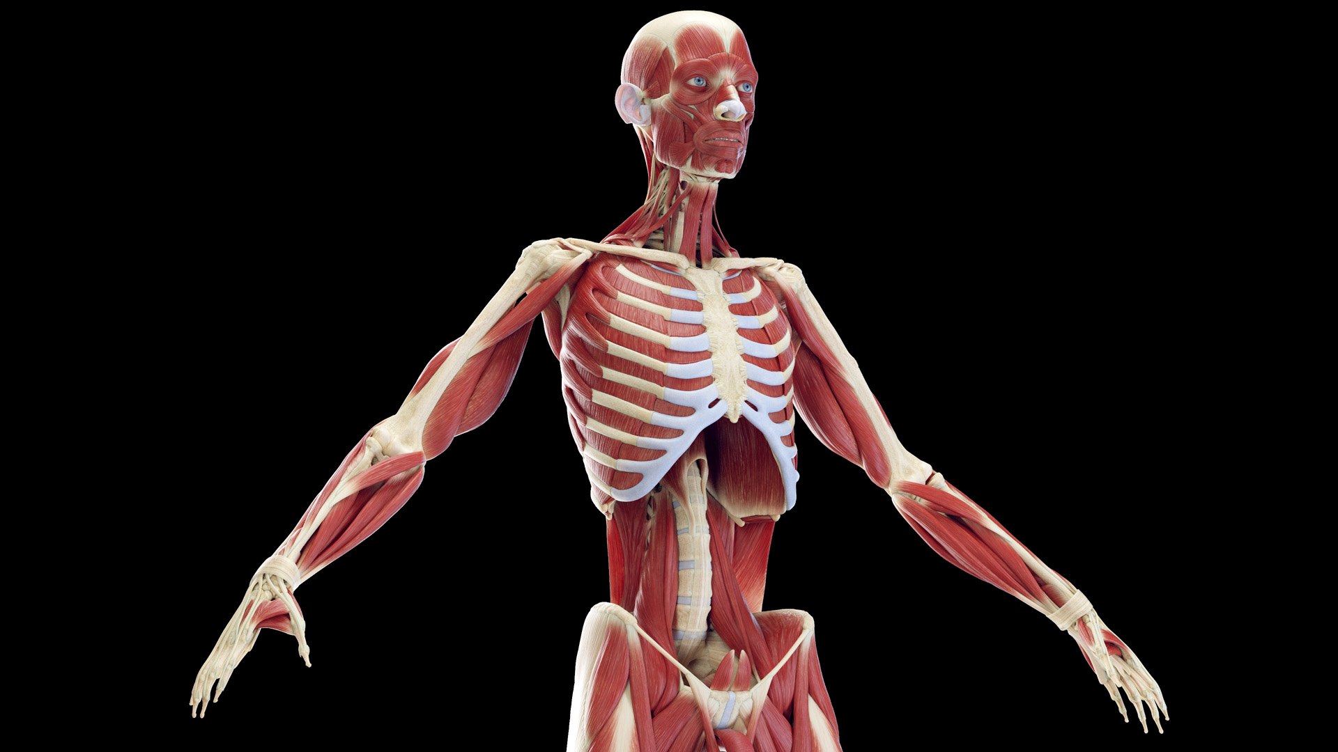 Male Full Anatomy Rigged Blender 3D model https://p.turbosquid.com/ts-thumb/fJ/iVgv5m/FT/anatomy_v2_male_ps_055/jpg/1696365907/1920x1080/fit_q87/0453aeb3c732650f034645d18ea0ed61533ec512/anatomy_v2_male_ps_055.jpg