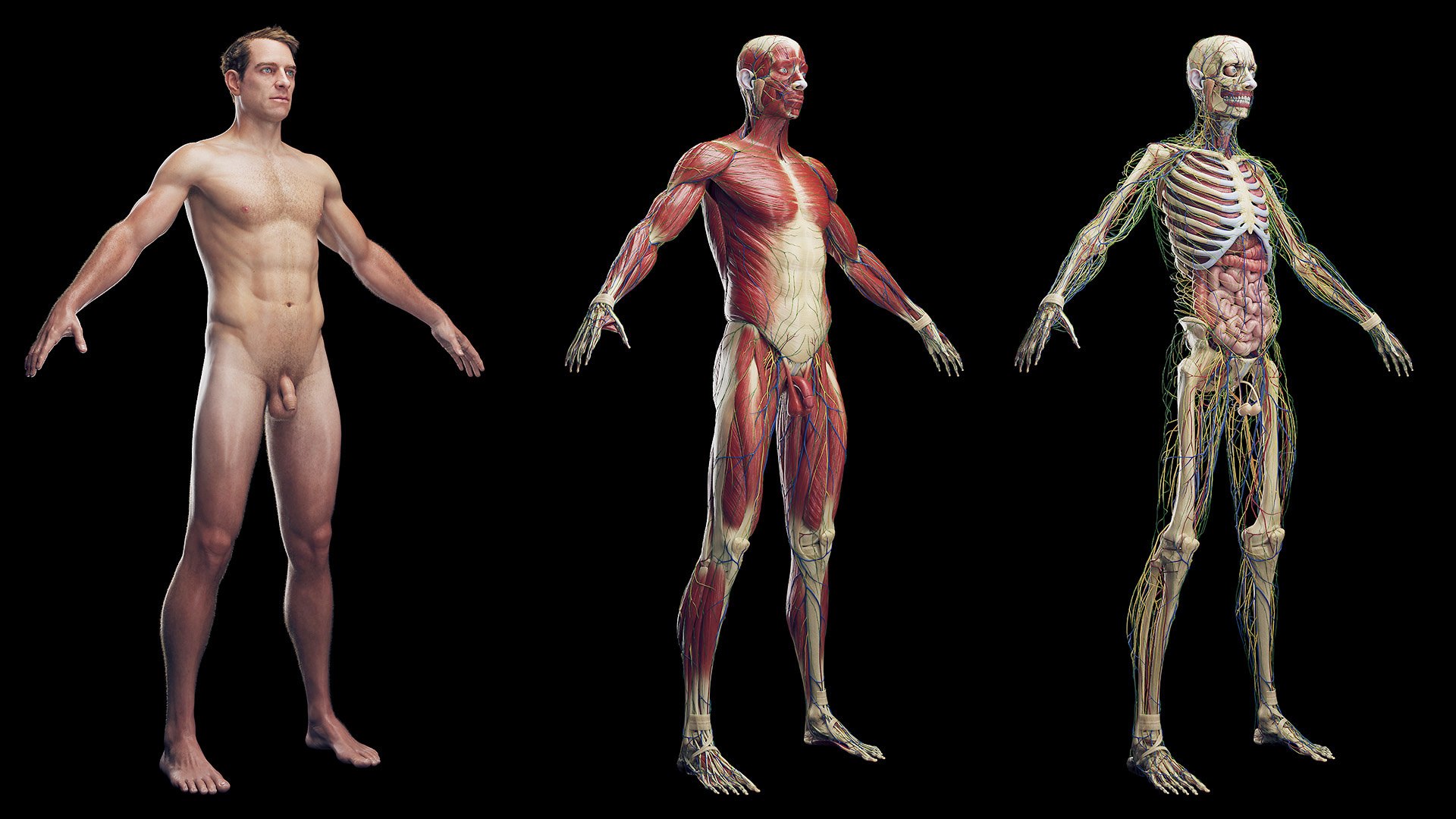 Male Full Anatomy Rigged Blender 3D model https://p.turbosquid.com/ts-thumb/fJ/iVgv5m/Jw/z0001/jpg/1696365538/1920x1080/fit_q87/6793a61ec963d45ef3f1aaf5d9eae46f914406d1/z0001.jpg