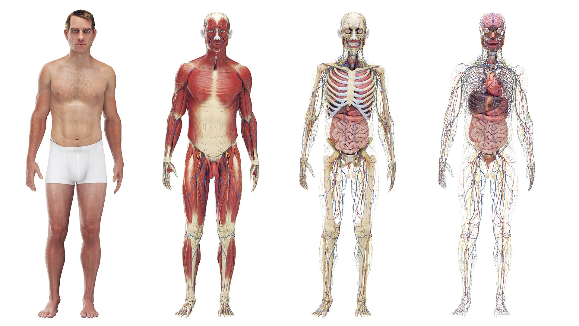 Male Full Anatomy Rigged Blender 3D model https://p.turbosquid.com/ts-thumb/fJ/iVgv5m/VH/z00male_rigged_poses03/jpg/1696365536/1920x1080/fit_q87/2200879cf299bdac873c8d818db8b9b666f37ecd/z00male_rigged_poses03.jpg