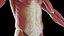 Male Full Anatomy Rigged Blender
