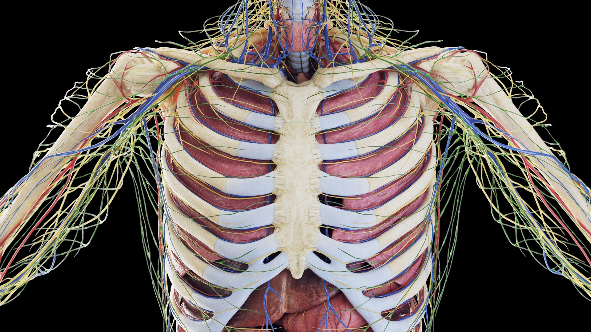 Male Full Anatomy Rigged Blender 3D model https://p.turbosquid.com/ts-thumb/fJ/iVgv5m/eu/anatomy_v2_male_ps_011/jpg/1696365547/1920x1080/fit_q87/fed9a2842344657aef67c744b36096f5db15d18f/anatomy_v2_male_ps_011.jpg