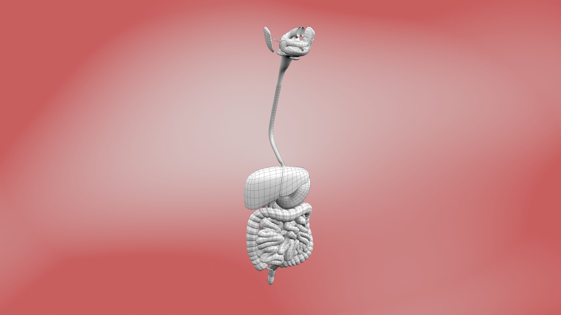 3D Human Digestive System detachable model https://p.turbosquid.com/ts-thumb/fJ/sBUl9n/IE/wired01/jpg/1722583401/1920x1080/fit_q87/ef638bfa50dfc4220175a0c7f769f25a750a6631/wired01.jpg